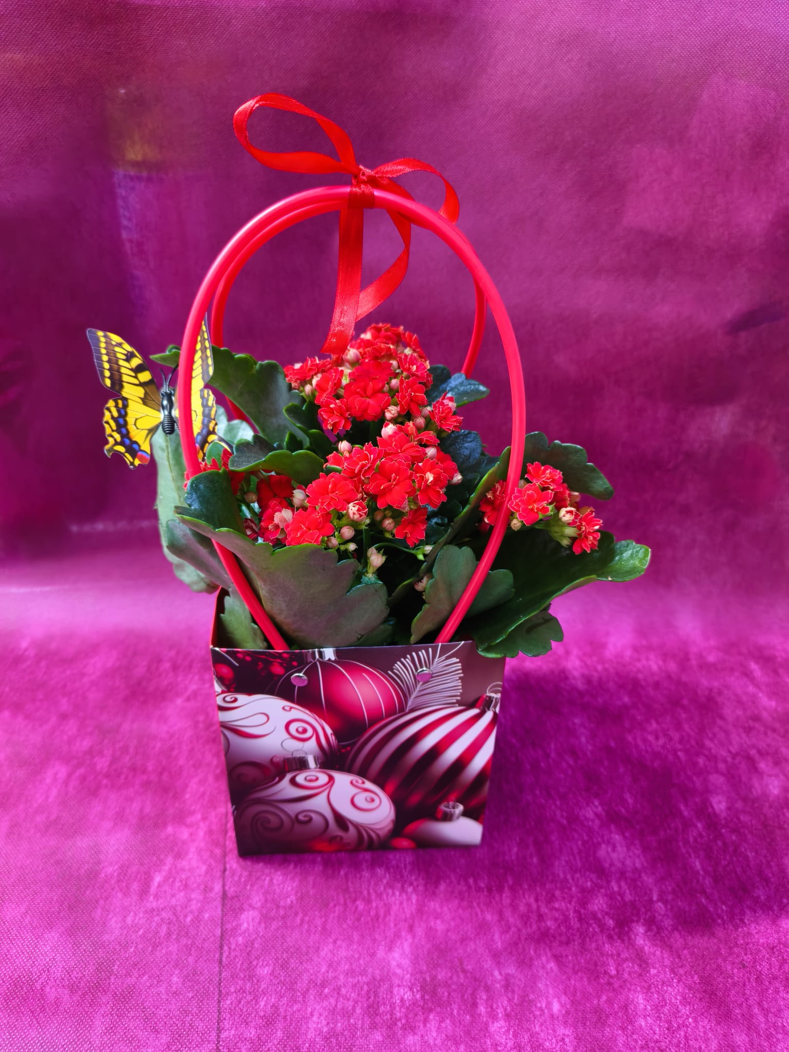 Kalanşo Çiçegi Çantalı - Kırmızı