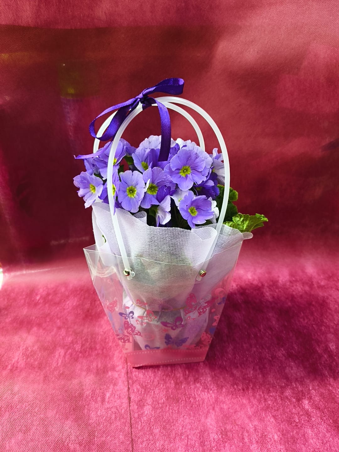 Çantalı On Bir Ay Çiçeği(Primula) Mor